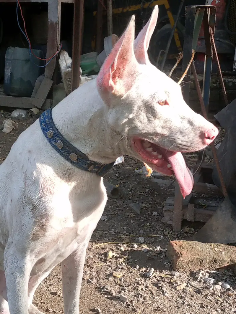 gulter pups for sale — photo 4