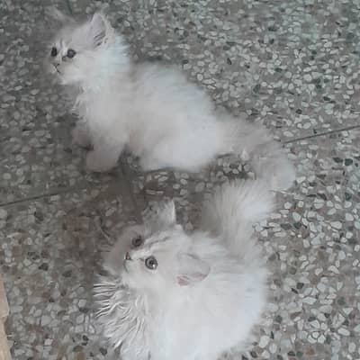 persian cute kittens pair
