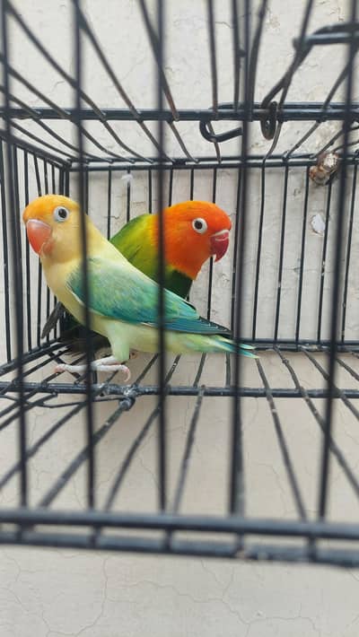 love Birds for sale