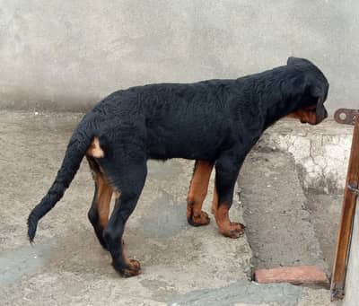 rottweiler female puppy