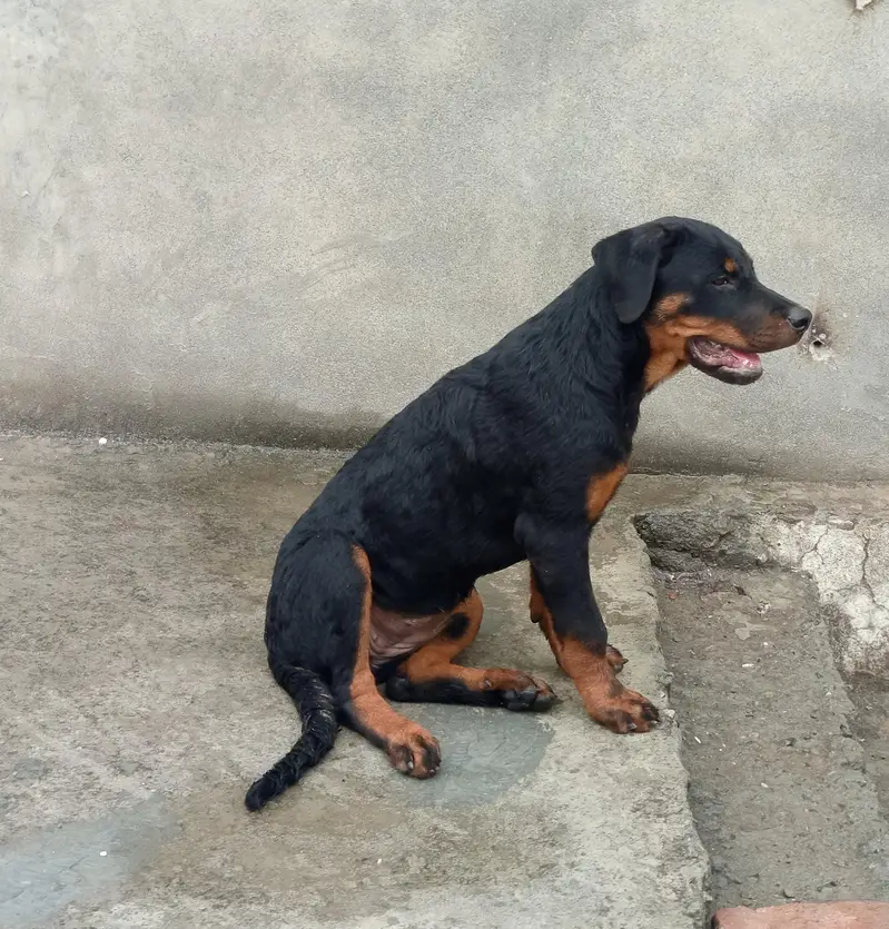 rottweiler female puppy — photo 2