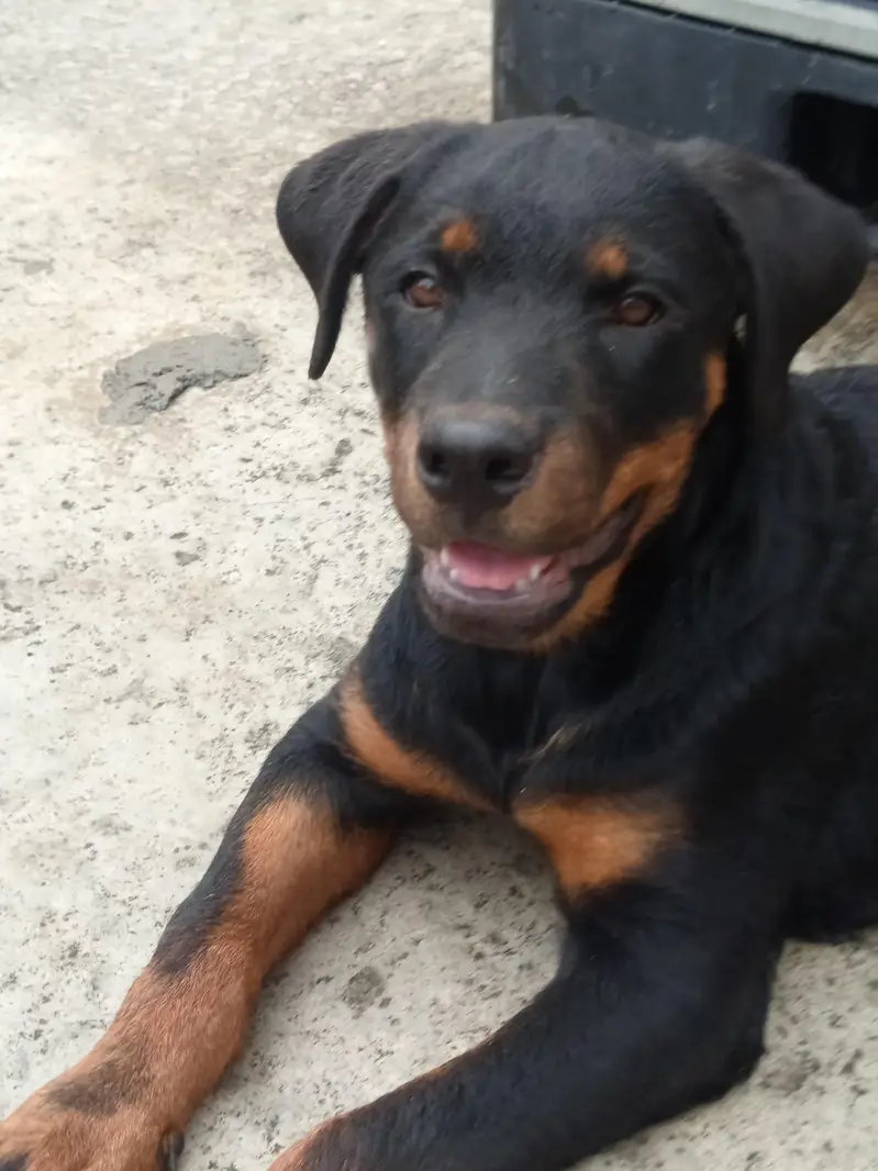 rottweiler female puppy — photo 3