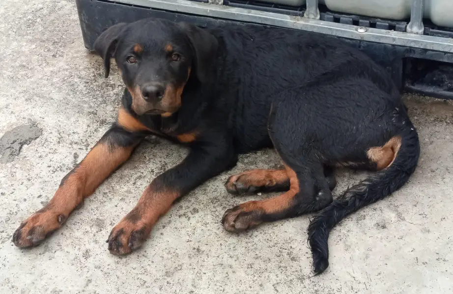 rottweiler female puppy — photo 4