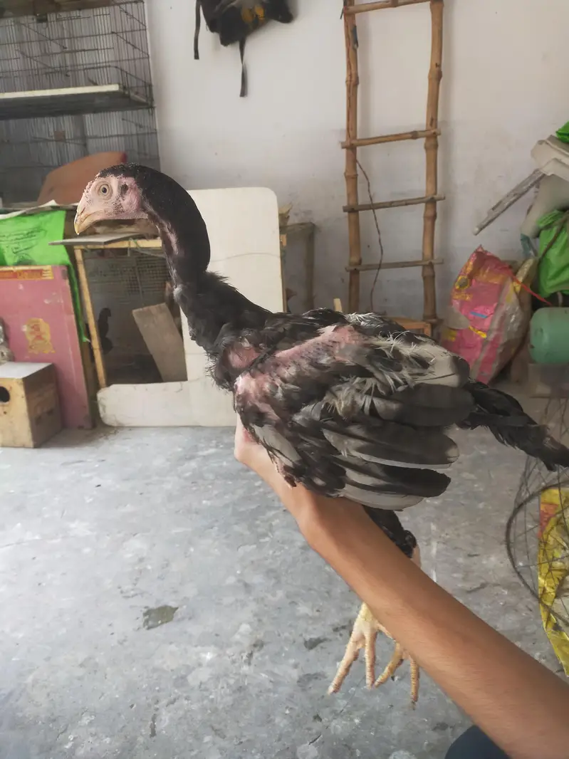 Quality Aseel trio available for sale — photo 3