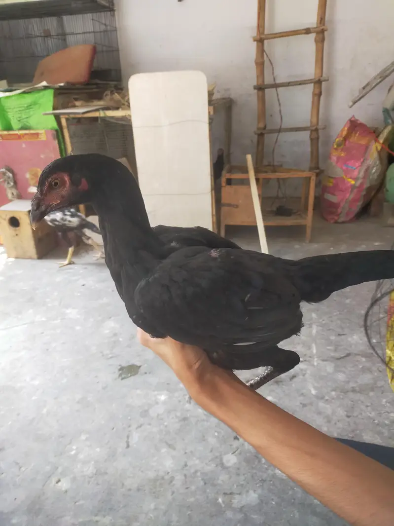 Quality Aseel trio available for sale — photo 6