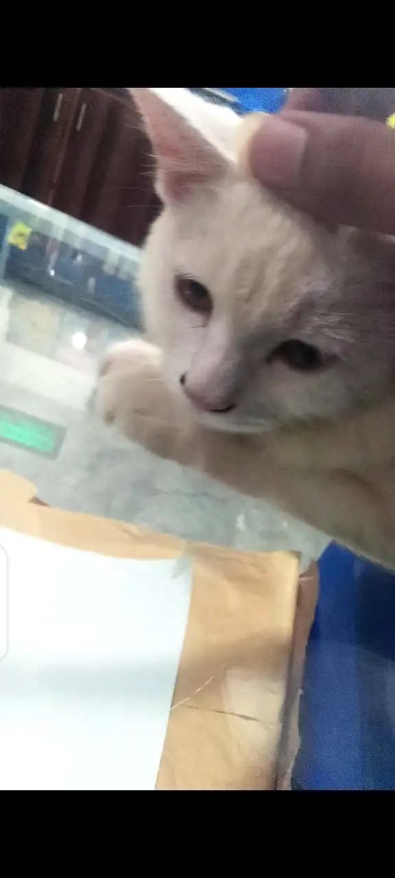 my cat is vary cute and vary intrieted — photo 3