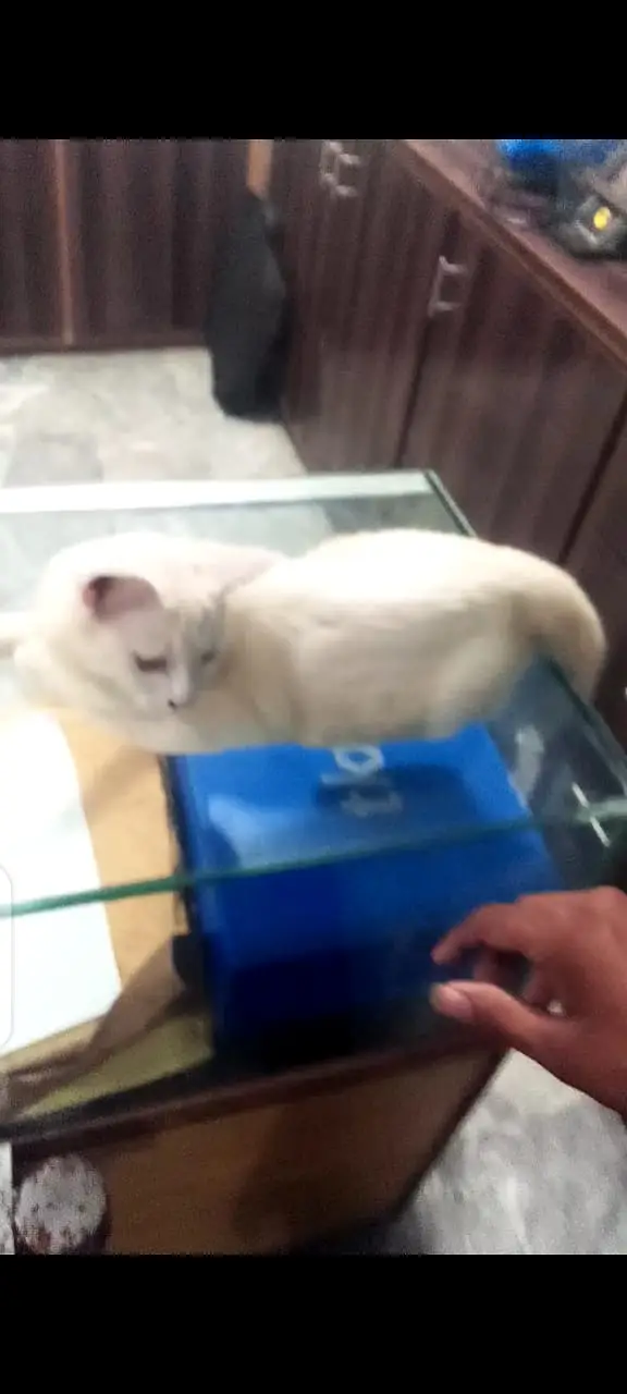 my cat is vary cute and vary intrieted — photo 5