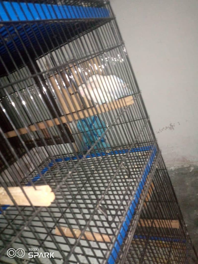 5 cages 1