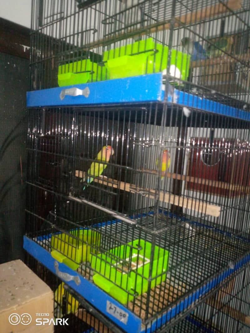 5 cages 2