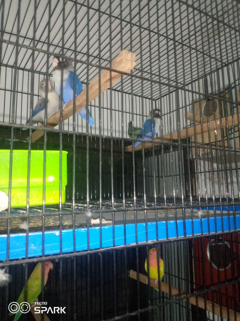 5 cages 3