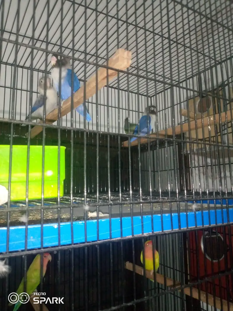 5 cages — photo 4