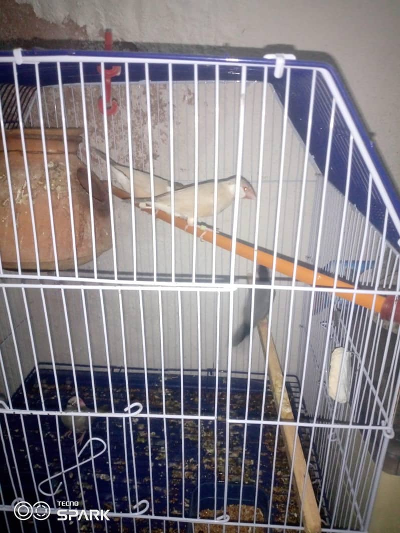 5 cages 5