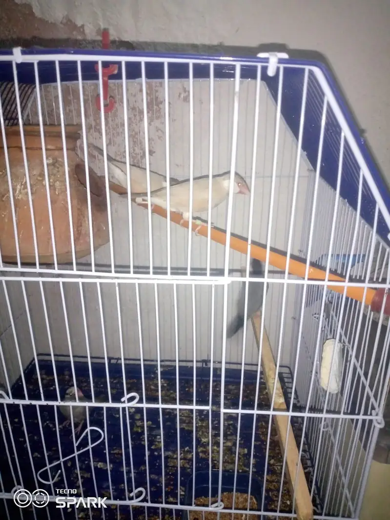 5 cages — photo 6
