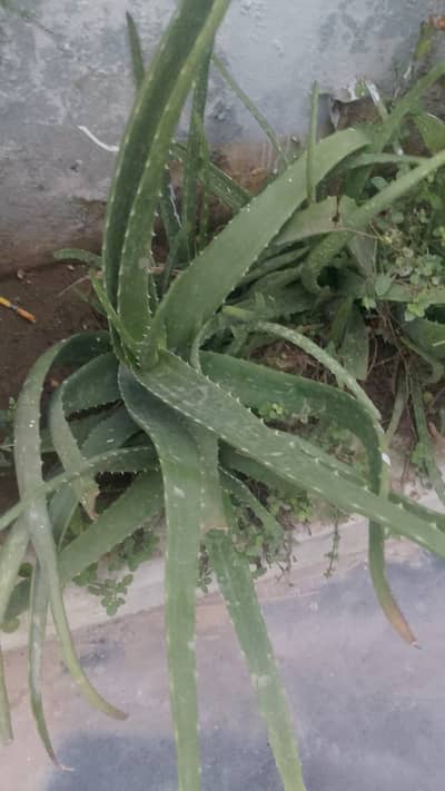 pure organic Alovera Miller