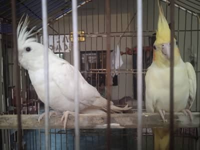 cocktail breader pair