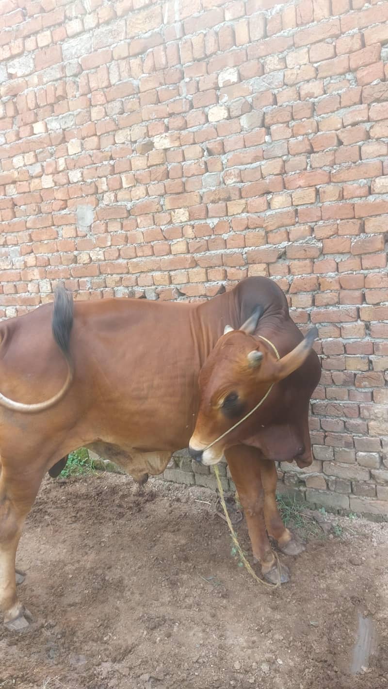 خوبصورت اور صحت مند لال ساہیوال بیل برائے فروخت 2