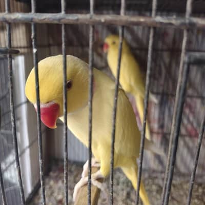 yellow Ring nack