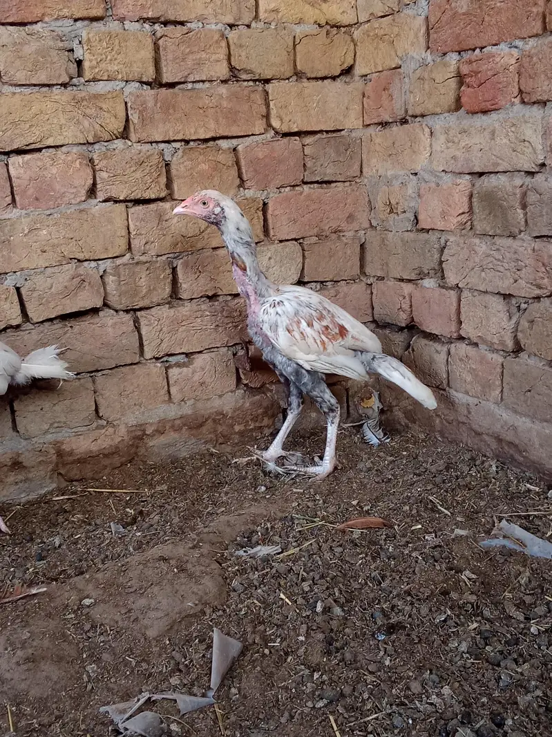 Aseel chekis for sale03324721194 — photo 3