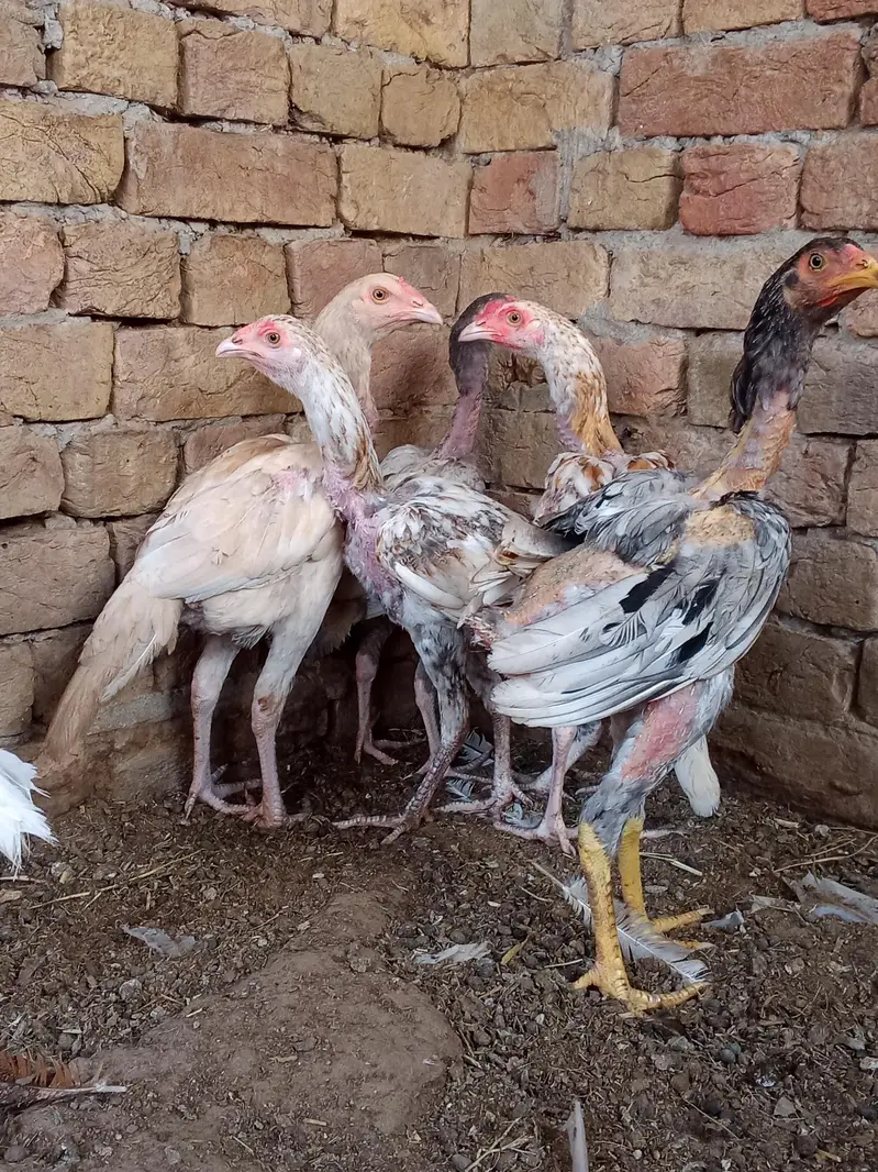 Aseel chekis for sale03324721194 — photo 4