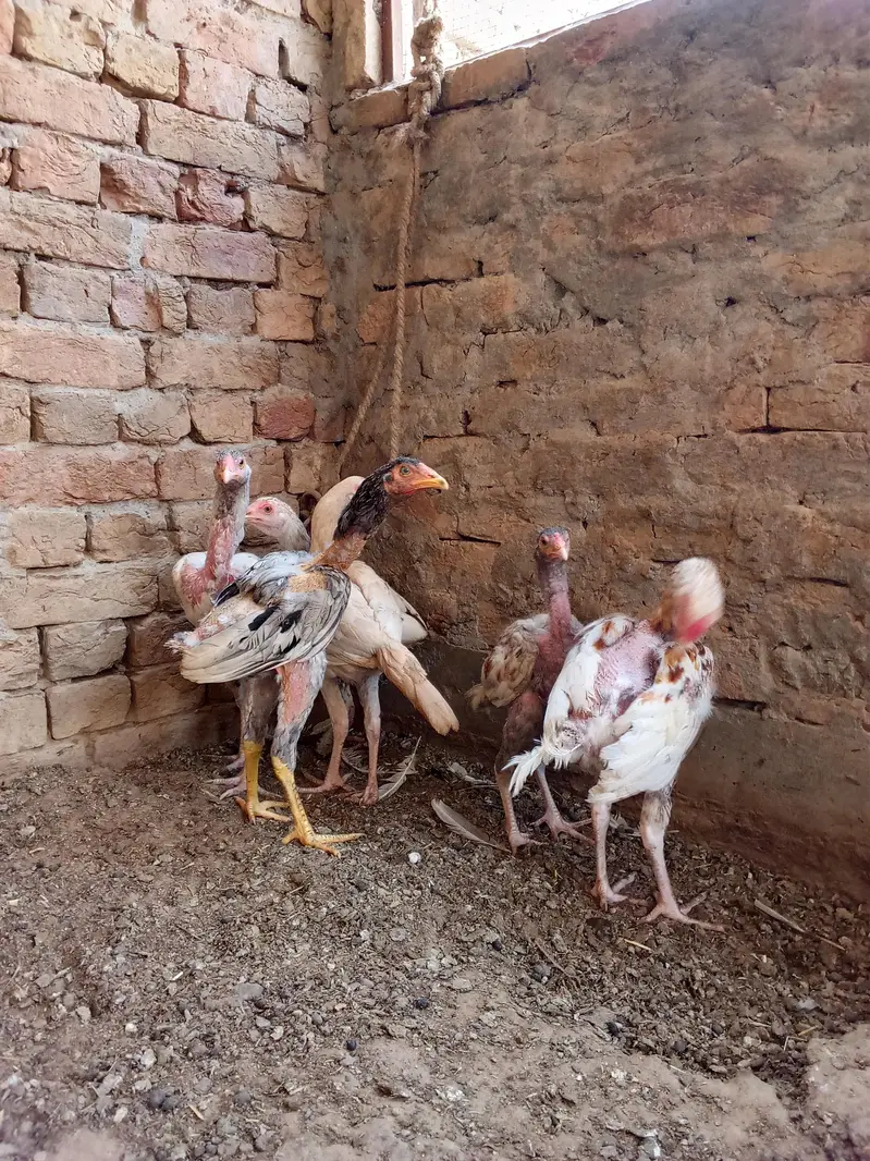 Aseel chekis for sale03324721194 — photo 6