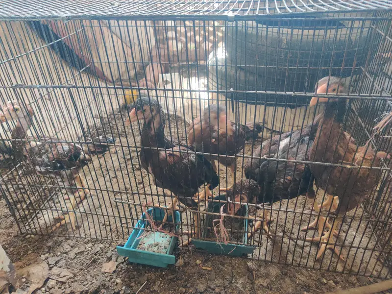 aseel chicks — photo 3