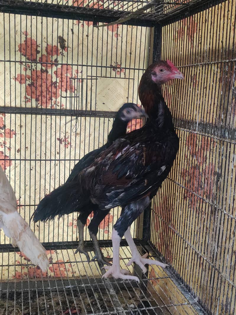 aseel chicks 3
