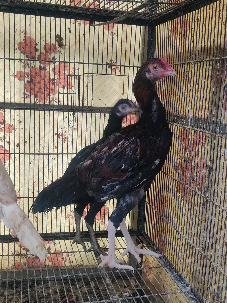 aseel chicks — photo 4