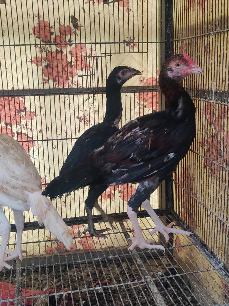 aseel chicks 4