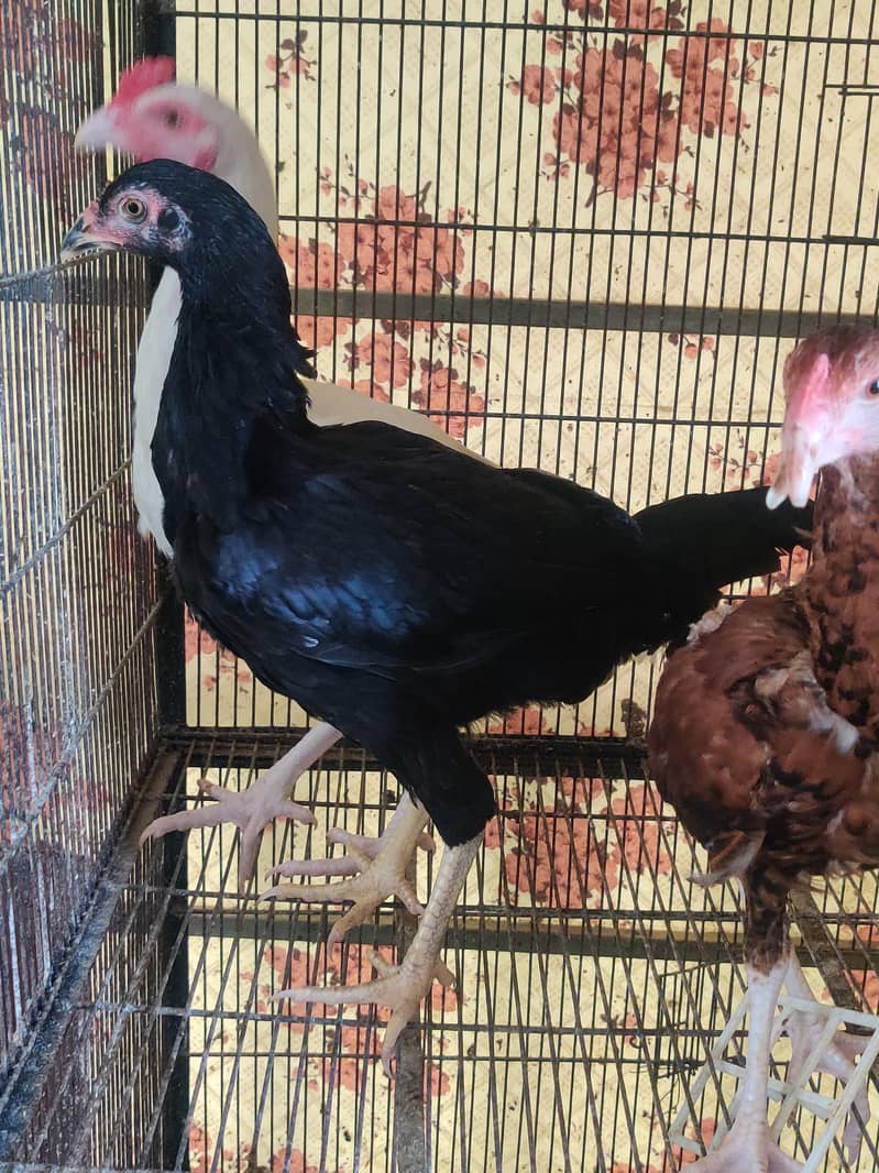 aseel chicks 5