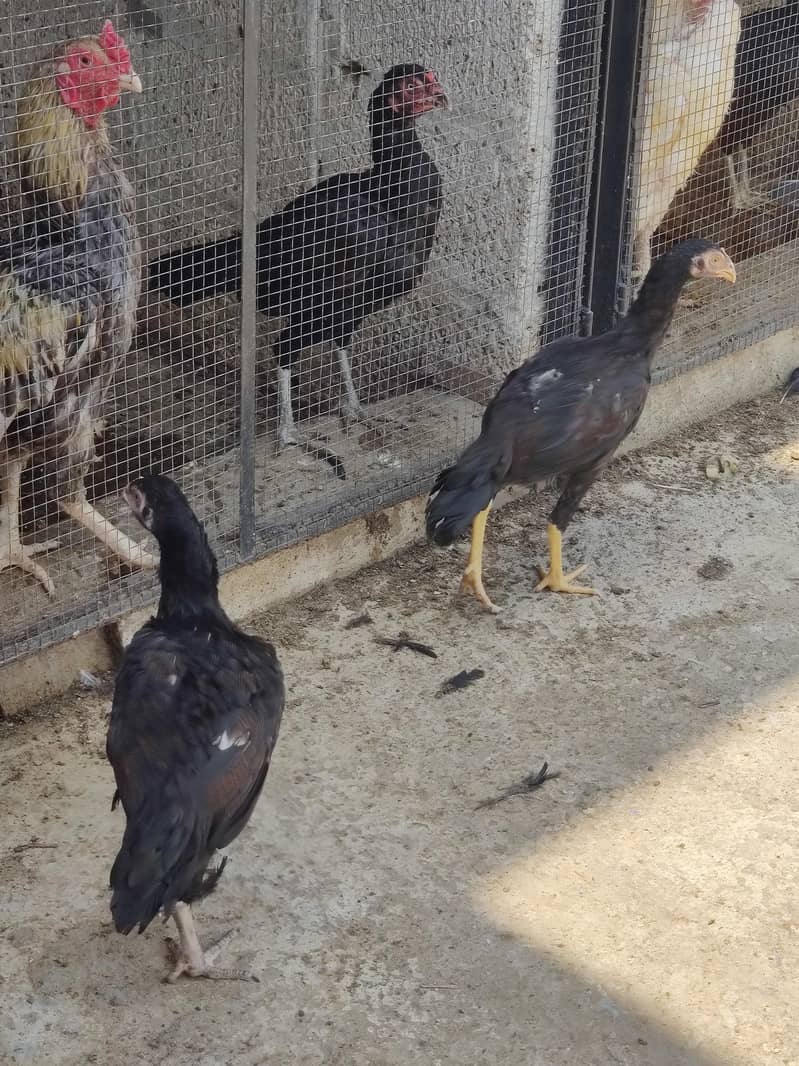 aseel chicks 6