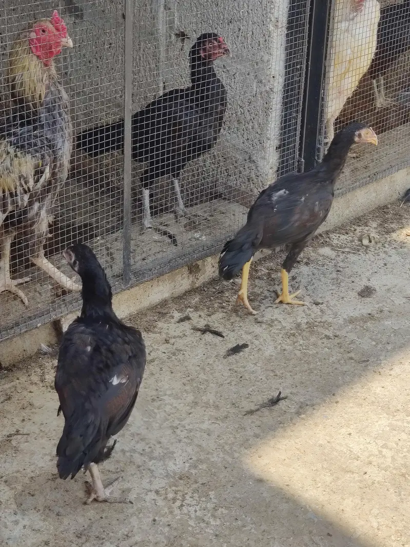 aseel chicks — photo 7