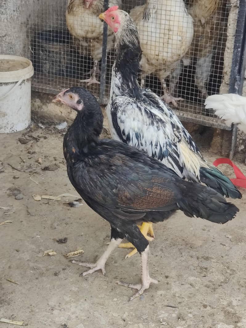 aseel chicks 7