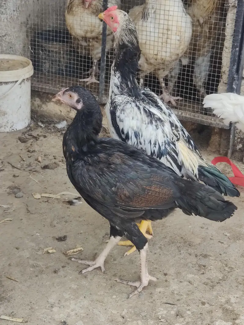 aseel chicks — photo 8
