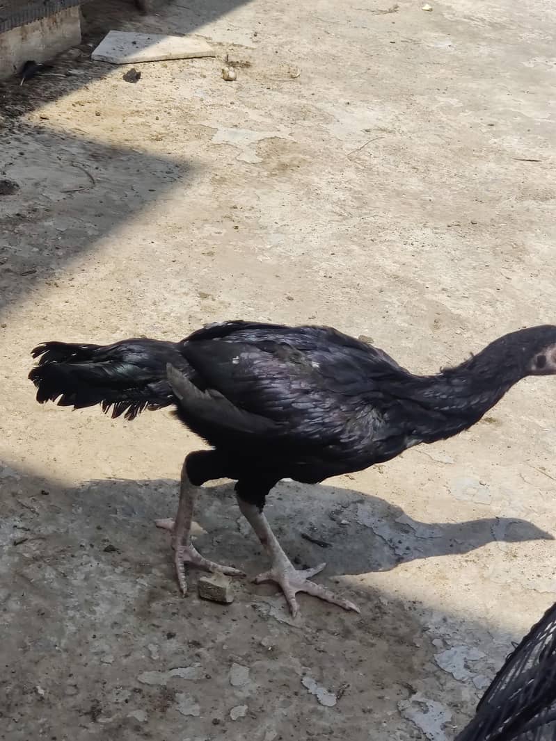 aseel chicks 8