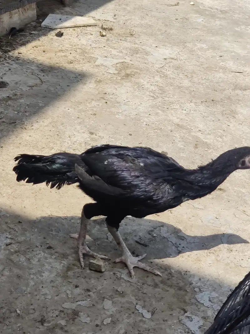 aseel chicks — photo 9