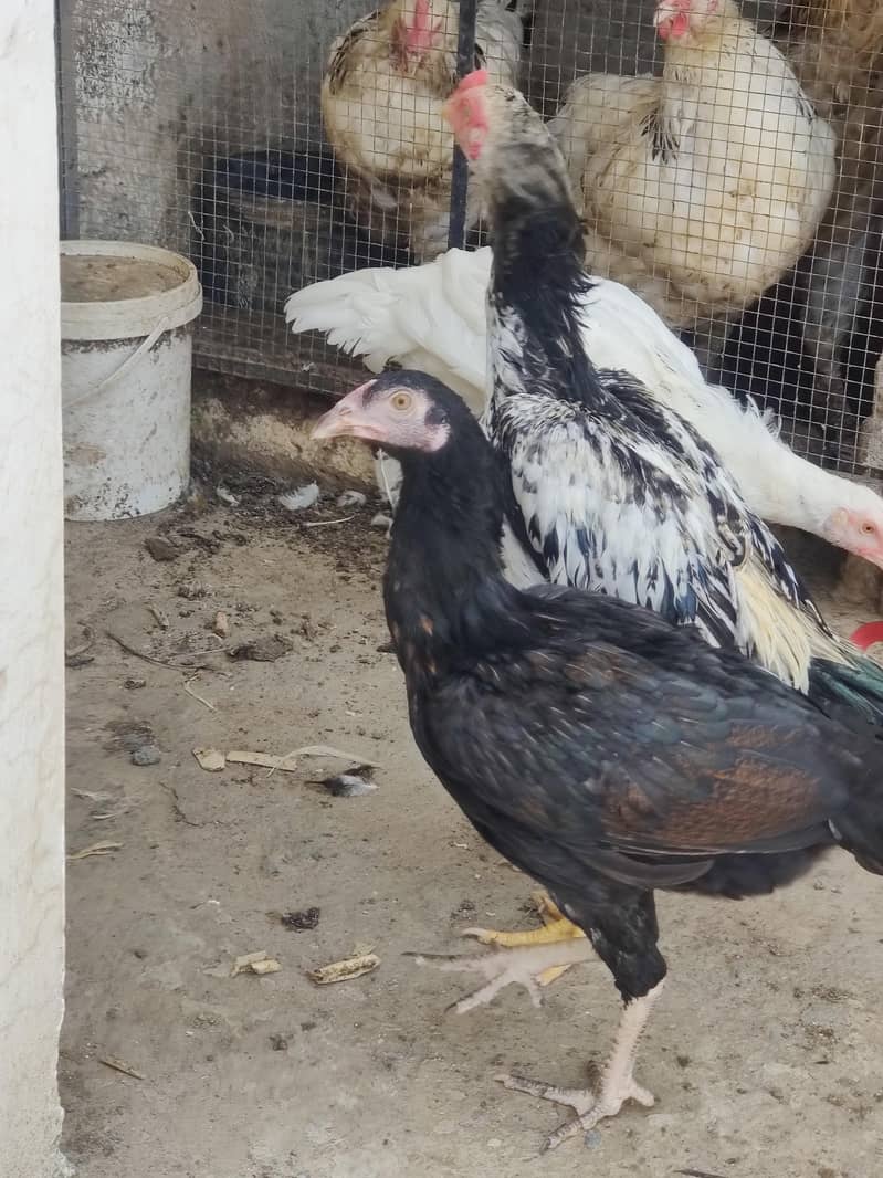 aseel chicks 9
