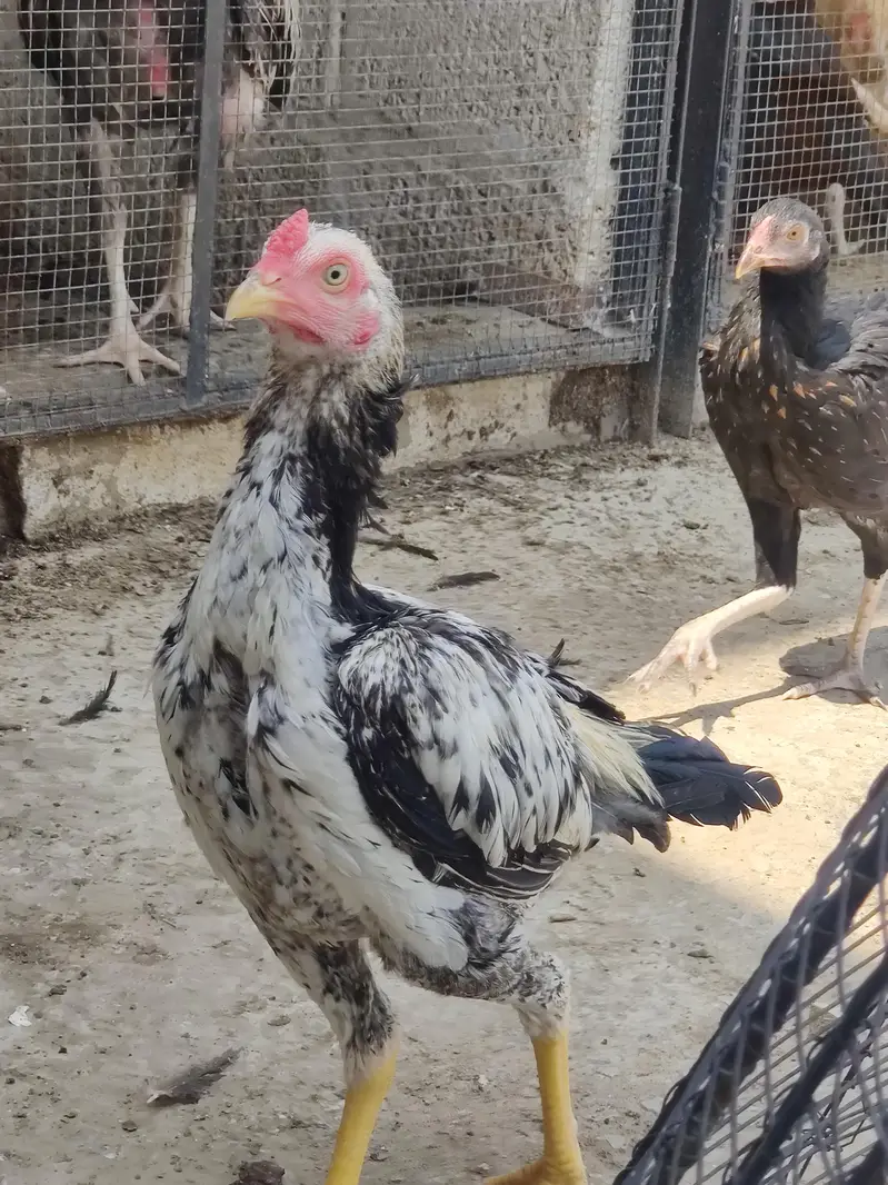 aseel chicks — photo 11
