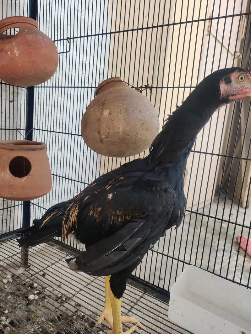 aseel chicks — photo 12