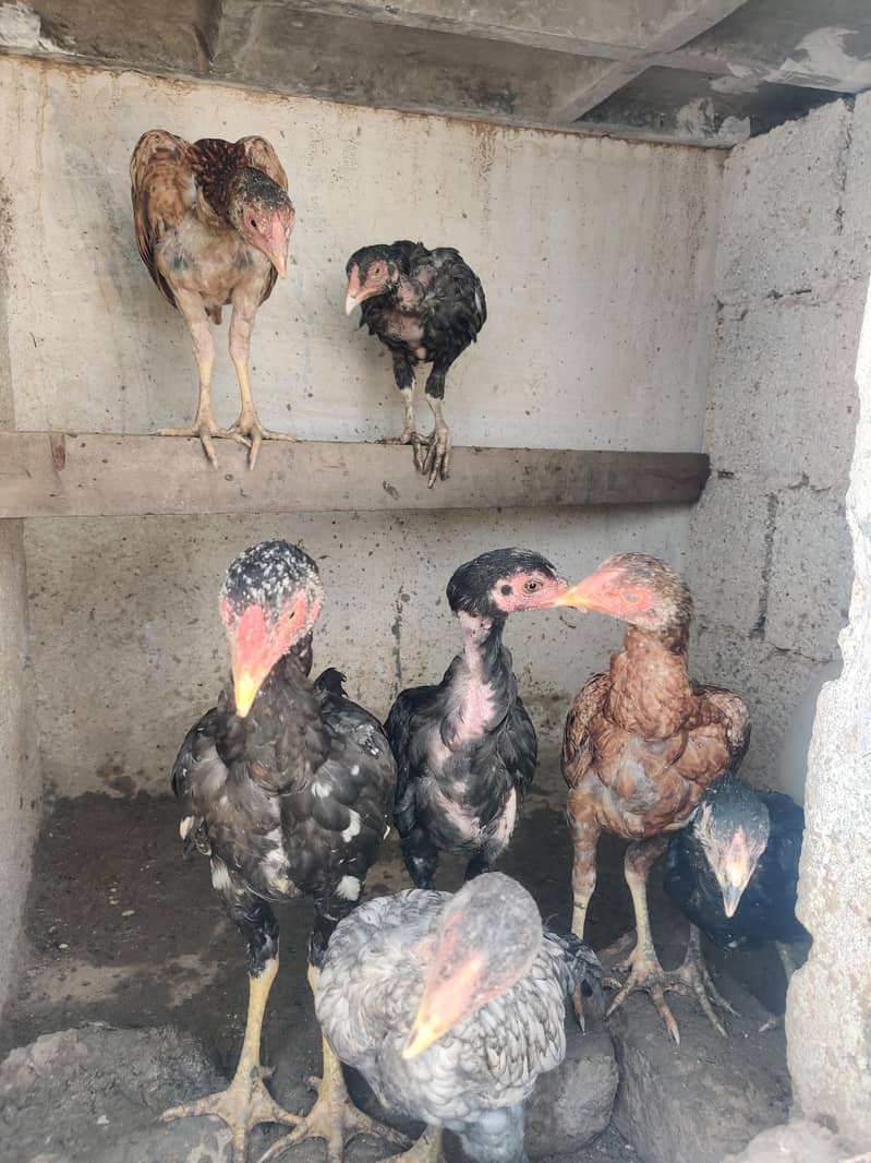 aseel chicks 13