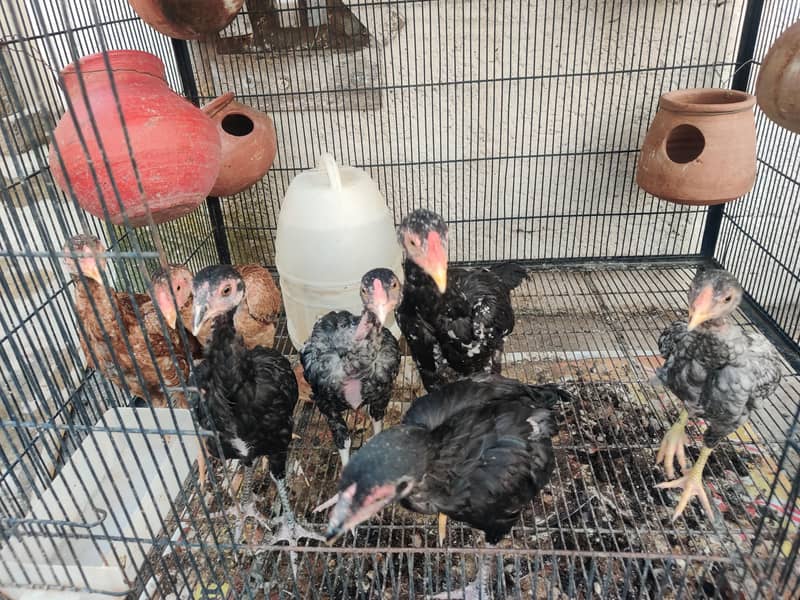aseel chicks 16