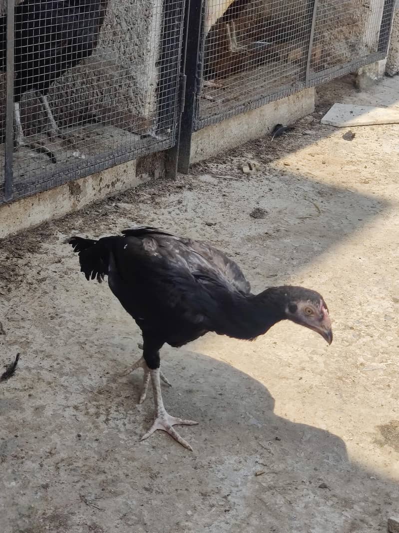aseel chicks 18