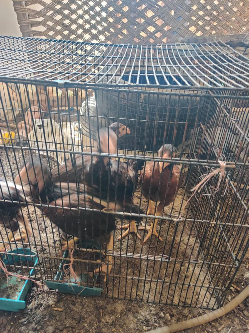 aseel chicks 19