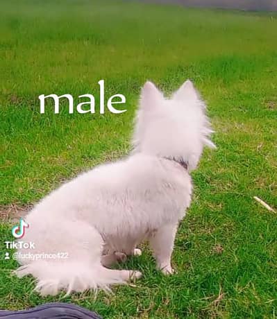 o siez russain male female pair for sale