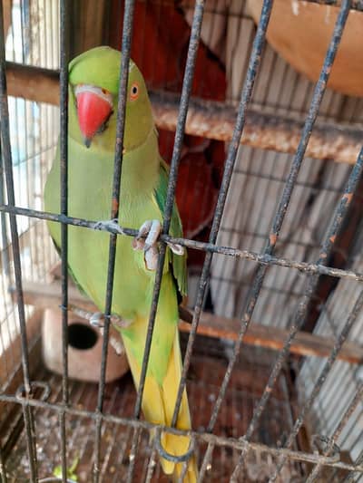 female green ringneck