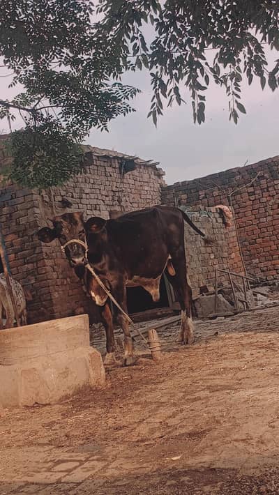 bachra