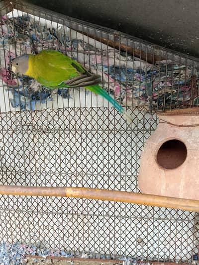 plum head parrot