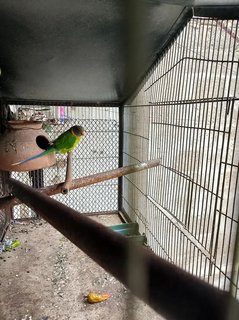 plum head parrot — photo 4