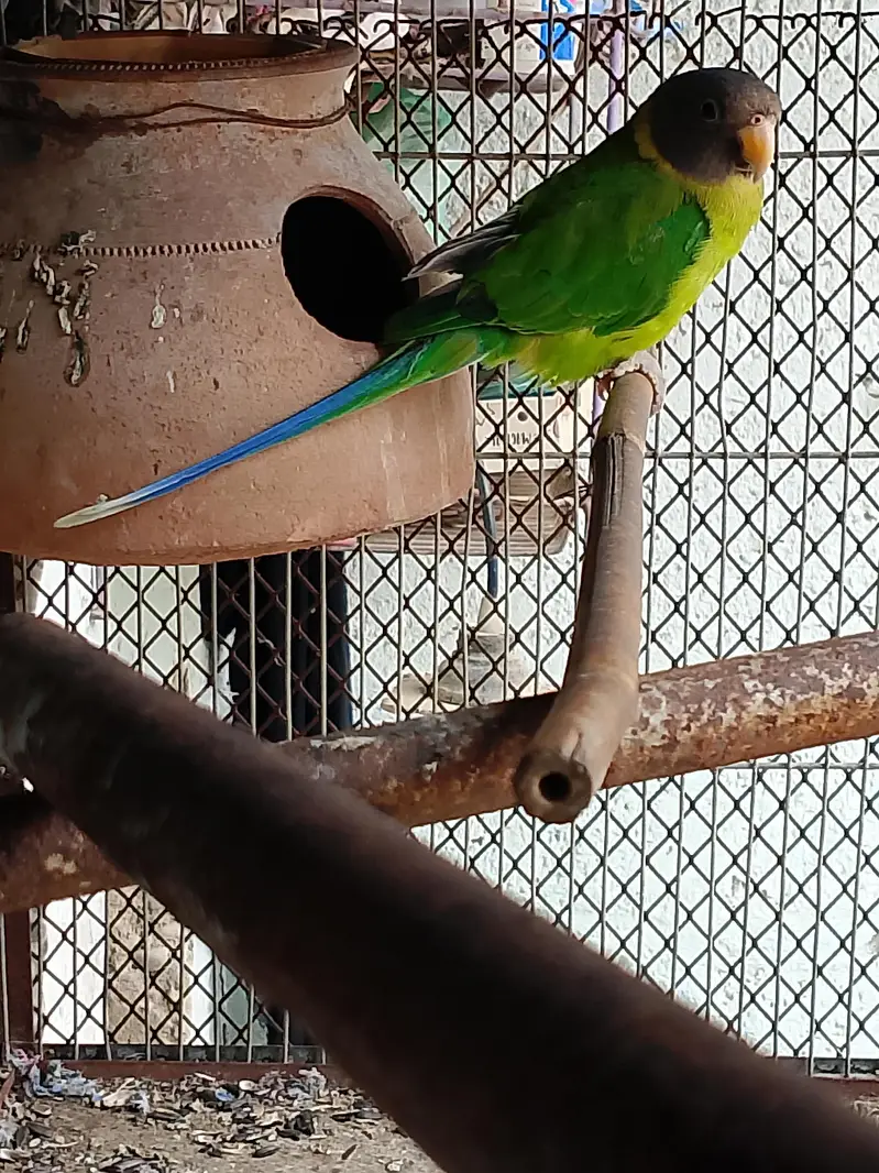 plum head parrot — photo 5