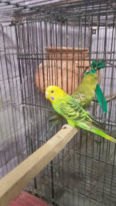 parrot