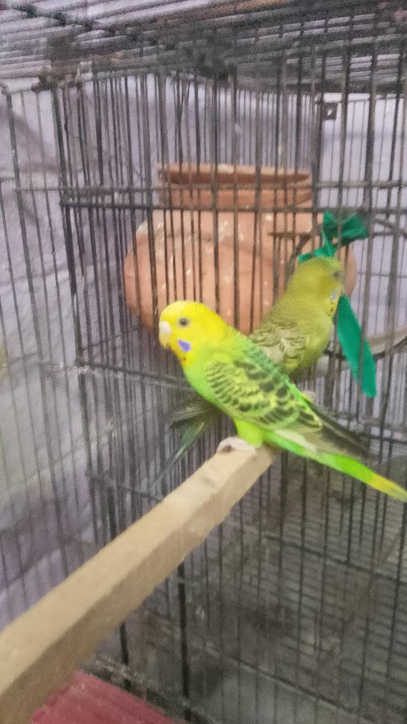 parrot 0